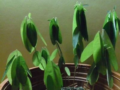 跳舞草種子幾天發芽？