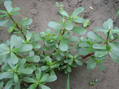 馬齒莧種子幾天能發芽？