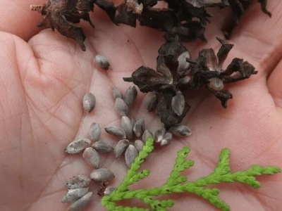 柏樹(shù)種子什么時(shí)候播種