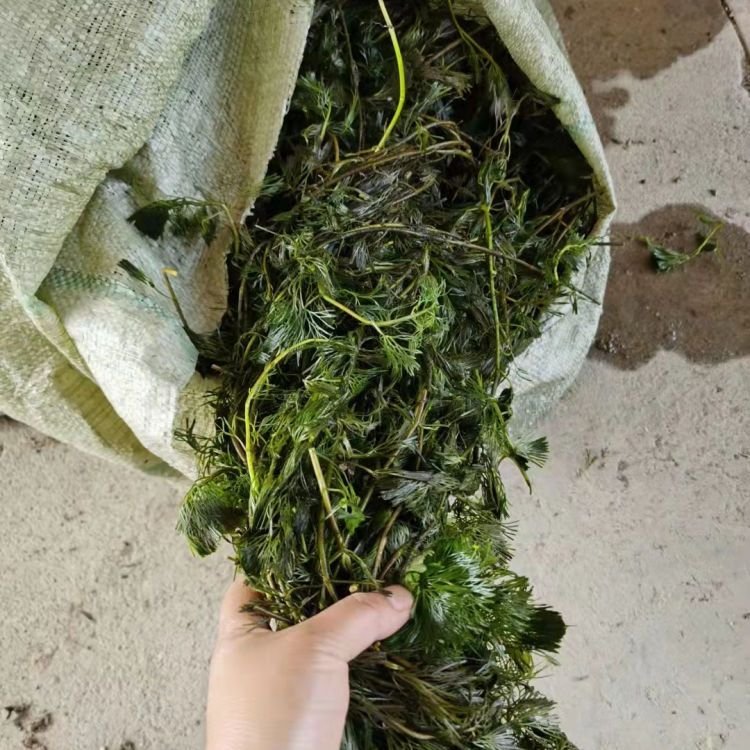 金魚藻