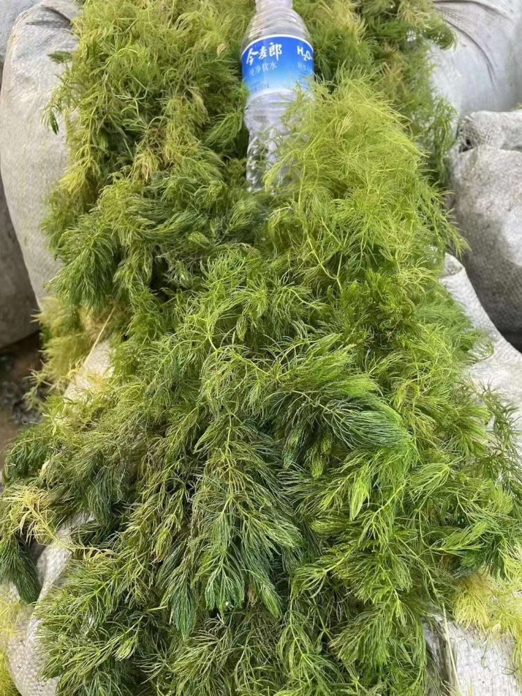 金魚藻
