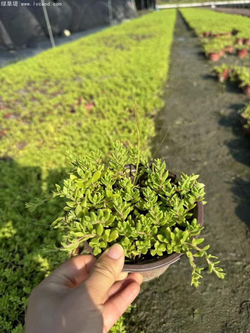 垂盆草