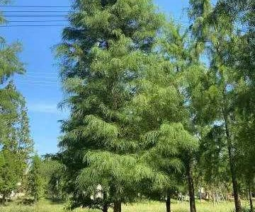 池杉落葉喬木