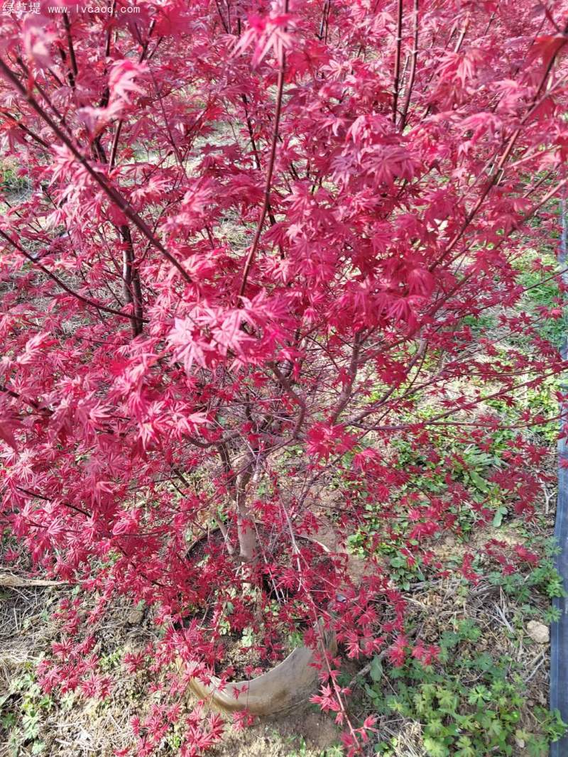 紅楓盆景