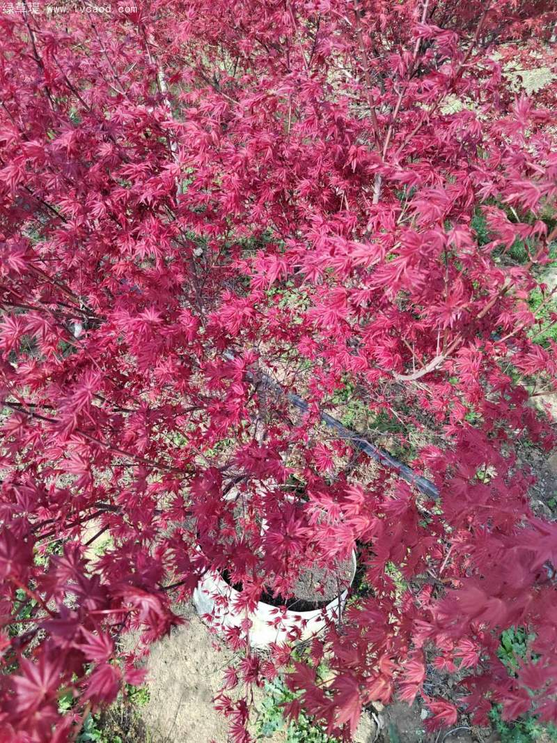 紅楓盆景