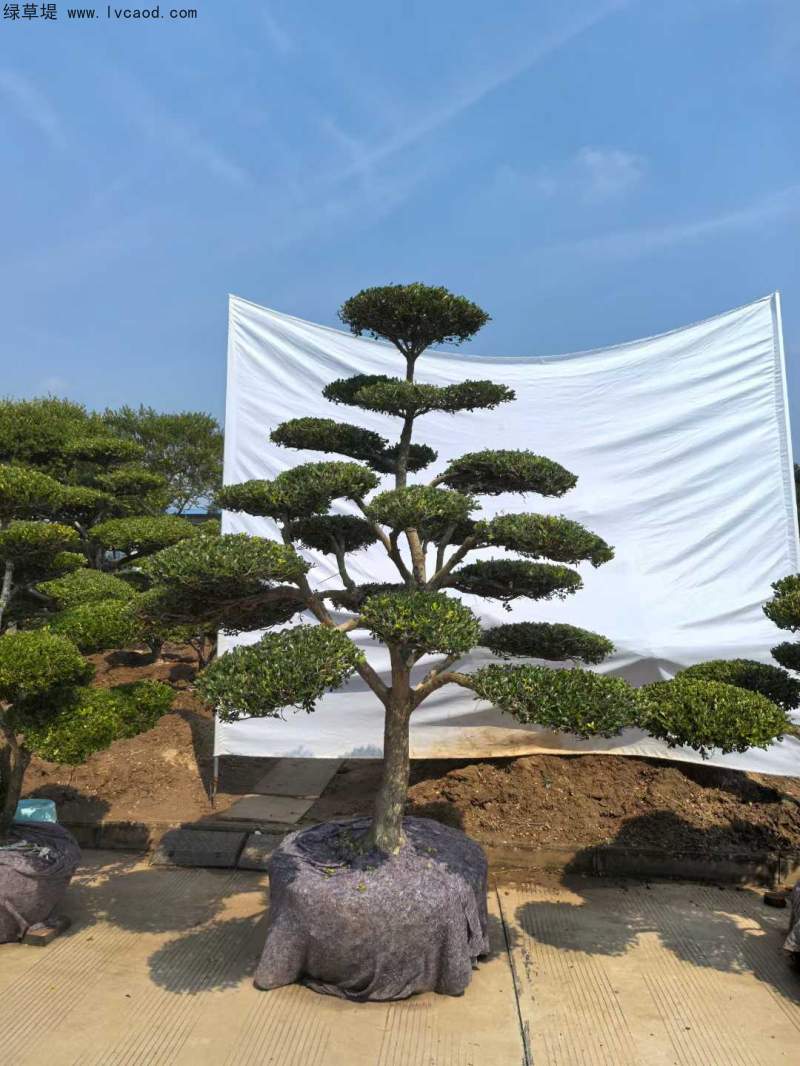 造型黃楊盆景