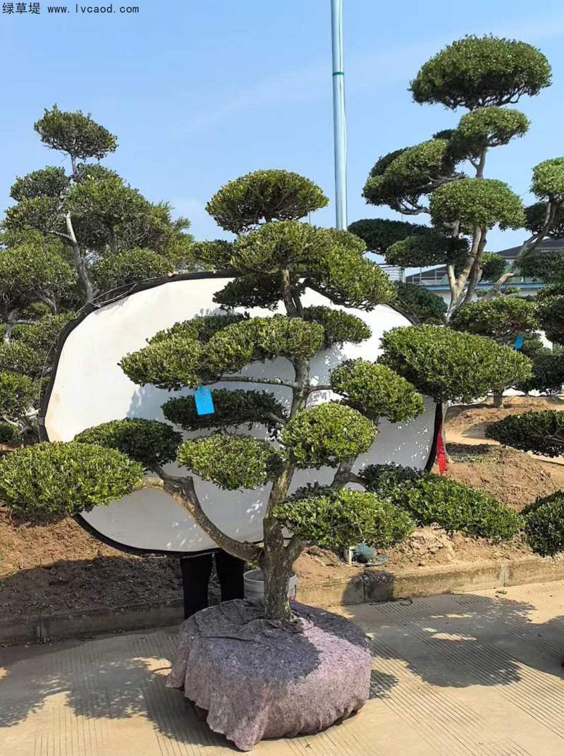 造型黃楊盆景