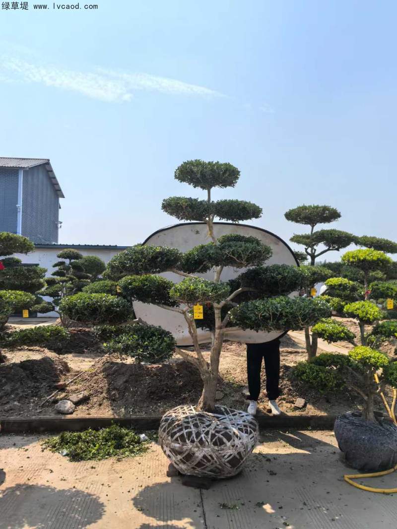 造型黃楊盆景