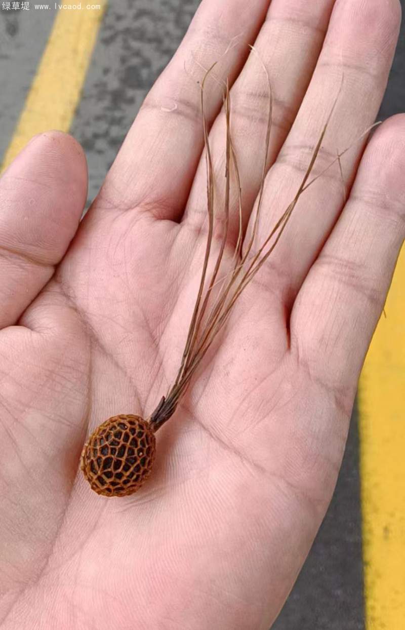 法桐種子