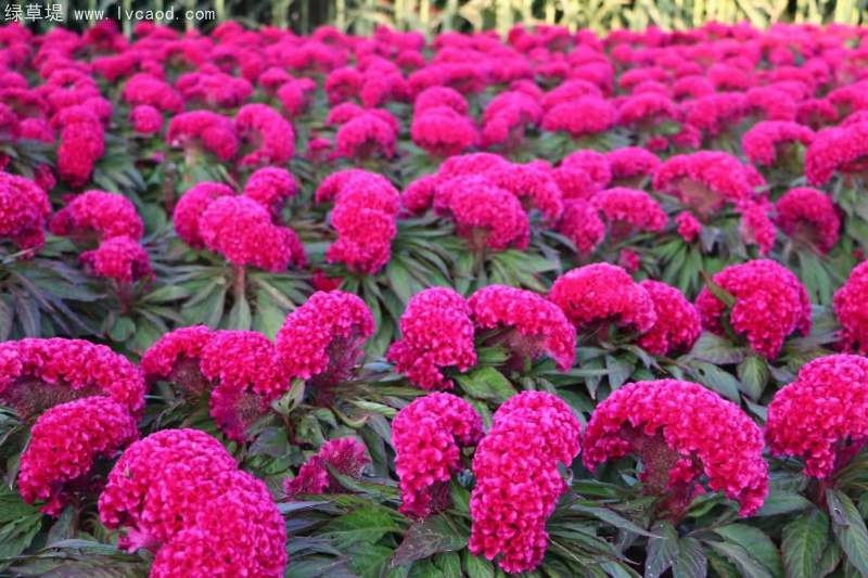 雞冠花
