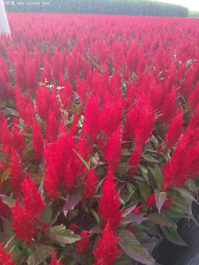 雞冠花