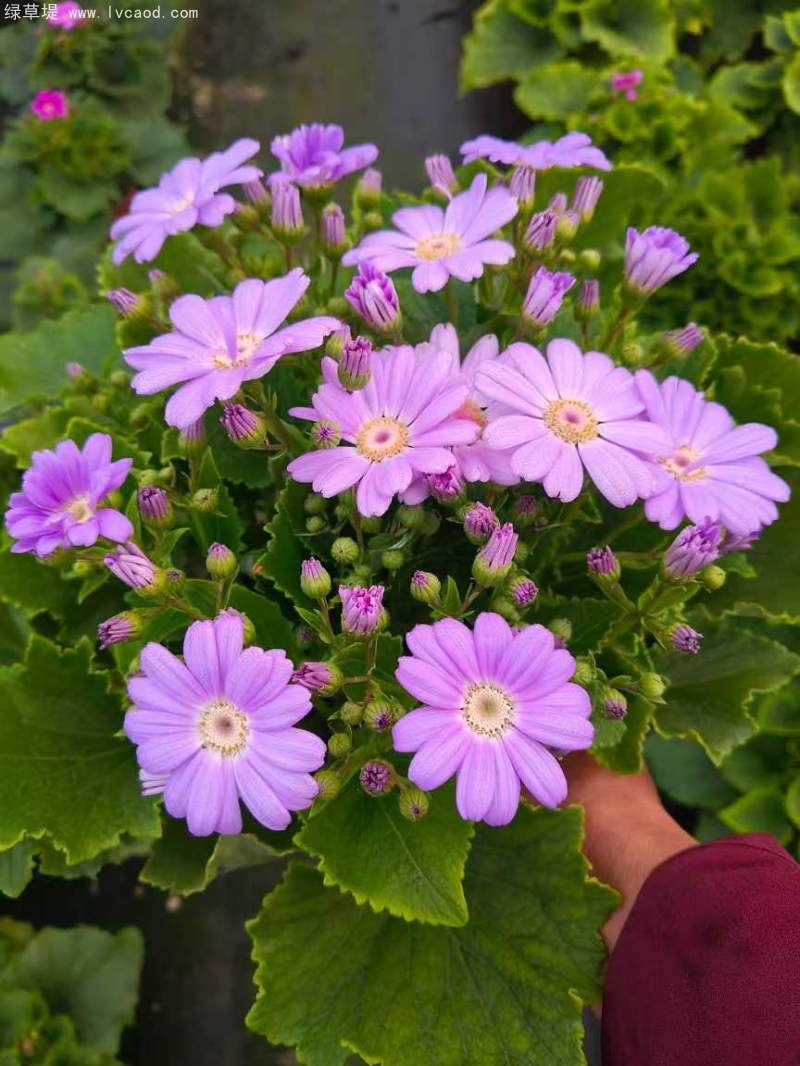 瓜葉菊