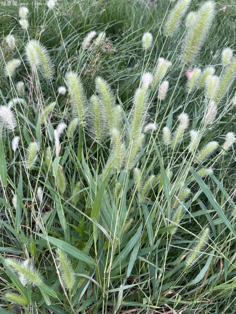 狗尾草花穗