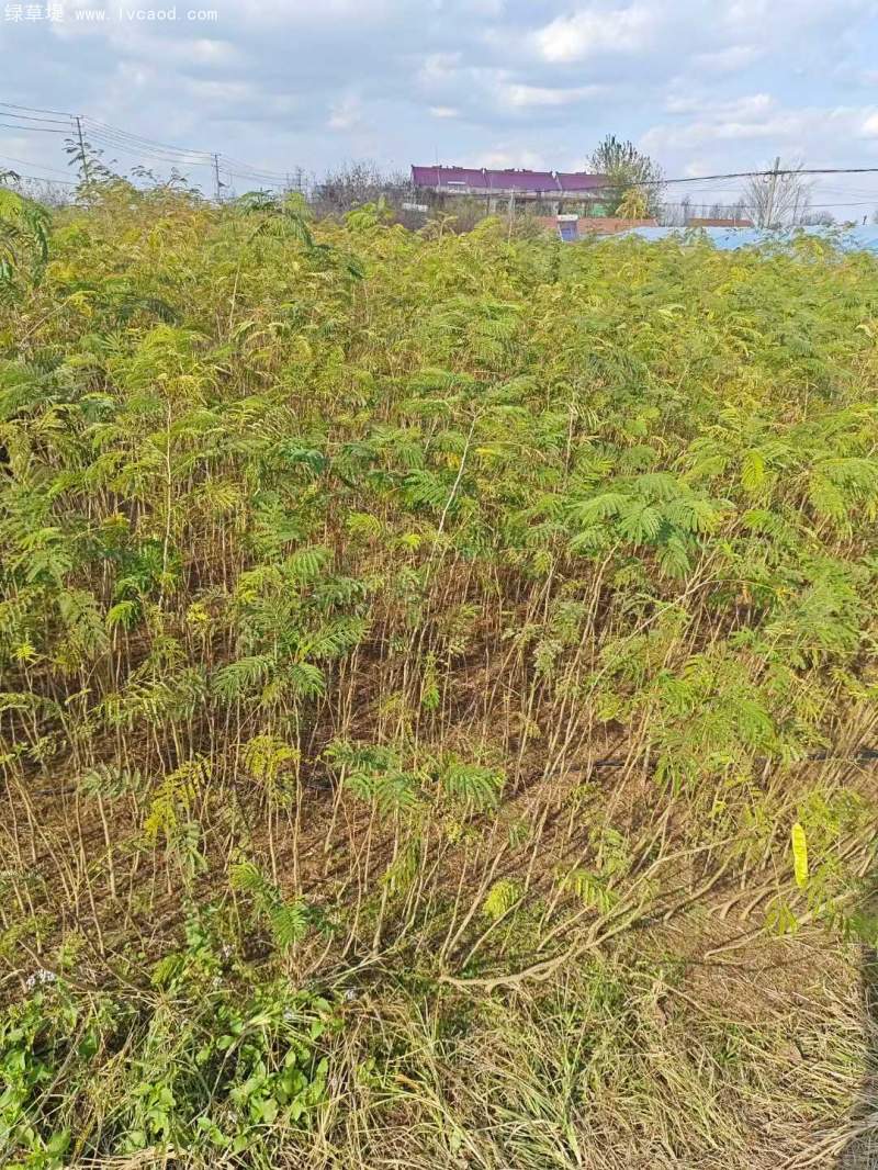 合歡樹苗