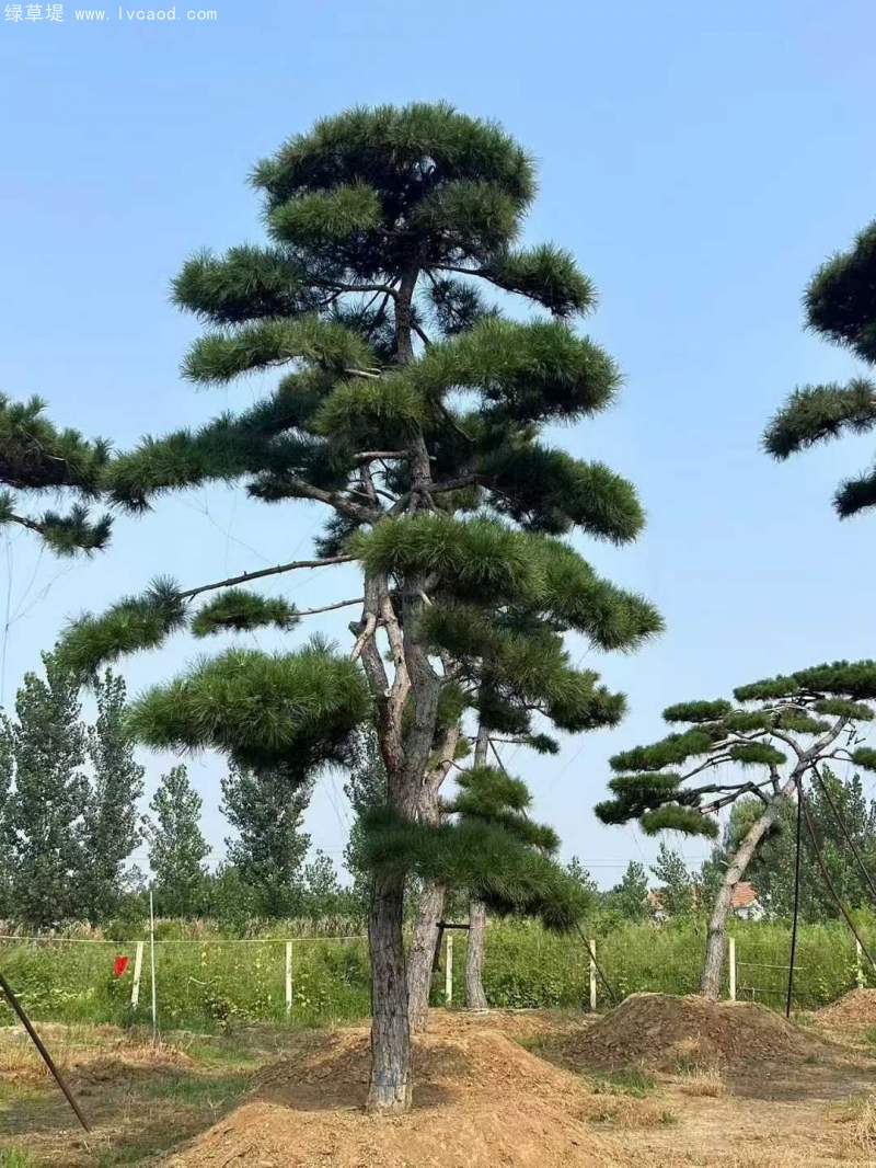 黑松