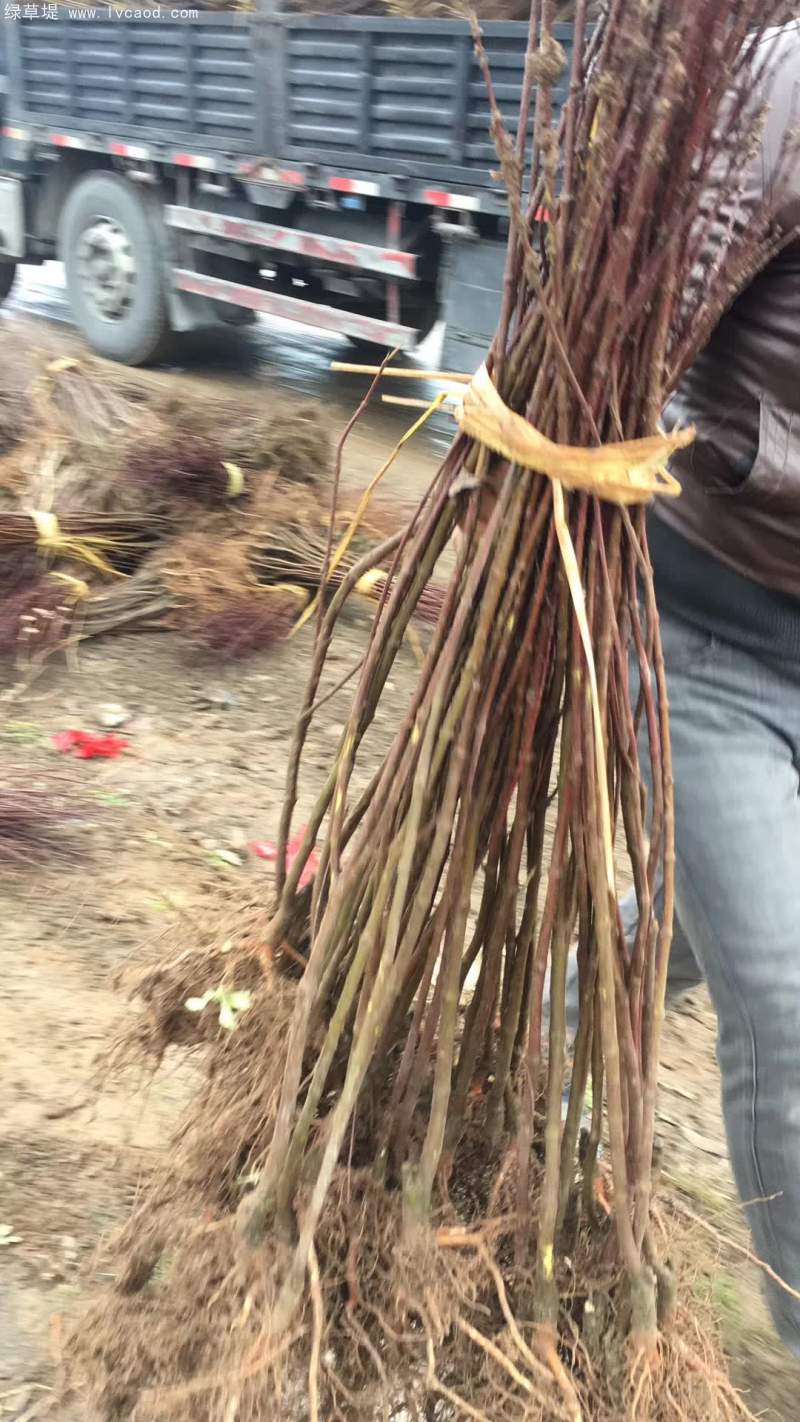 紅葉李