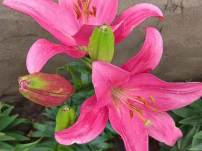 百合種球