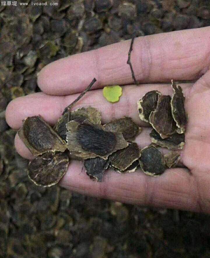 黃花梨種子