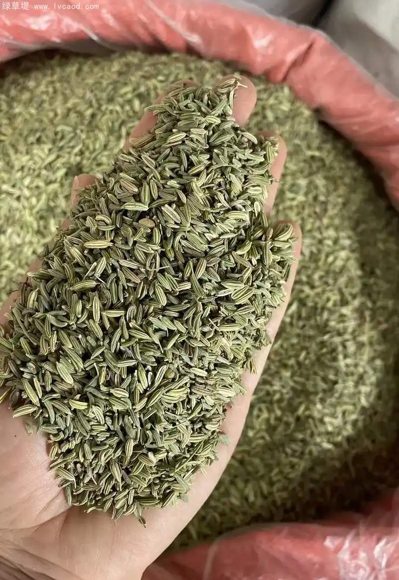茴香種子