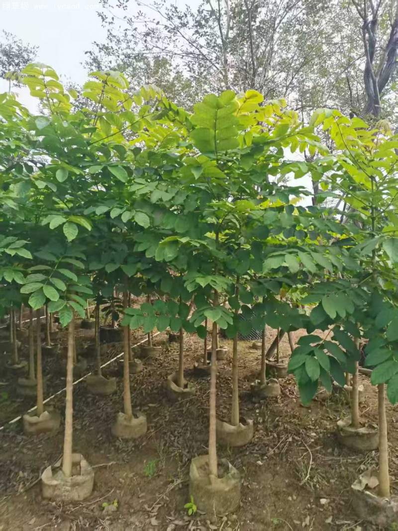 火焰木樹(shù)苗