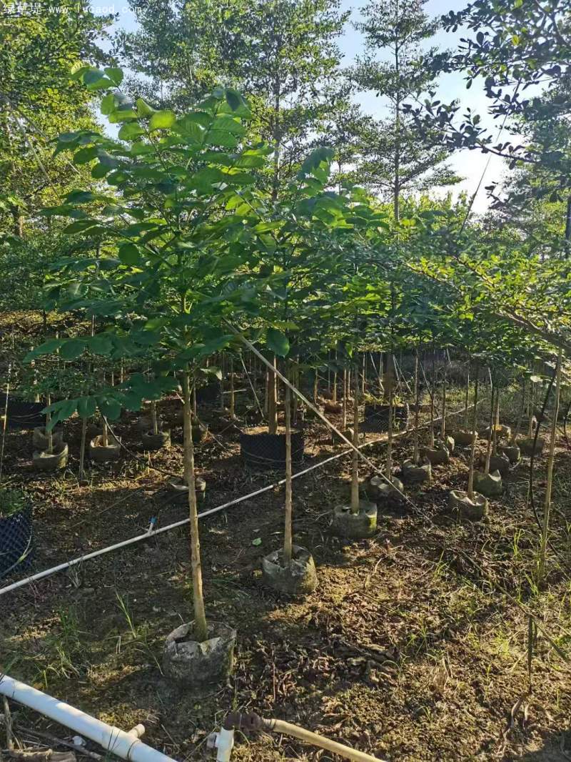 火焰木樹(shù)苗