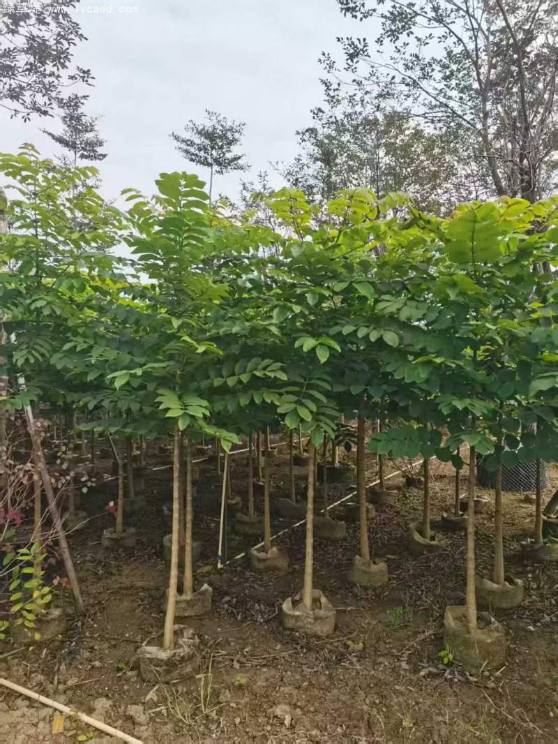 火焰木樹(shù)苗