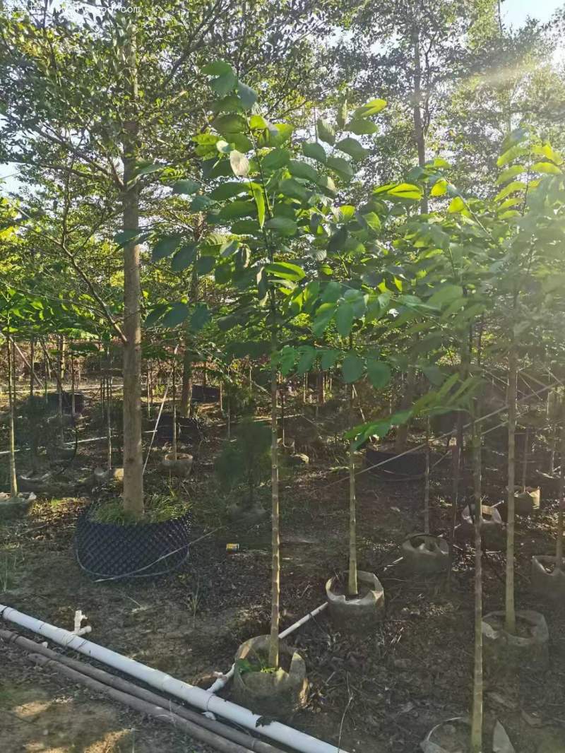 火焰木樹(shù)苗