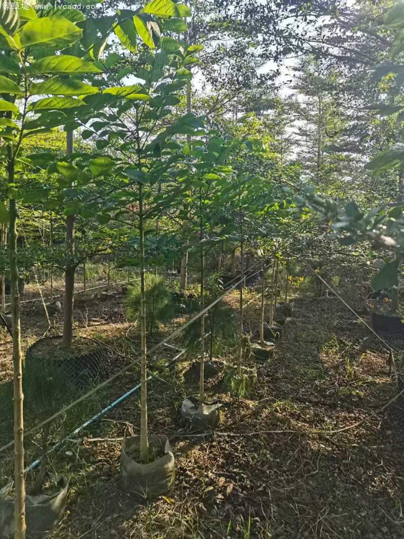 火焰木樹(shù)苗