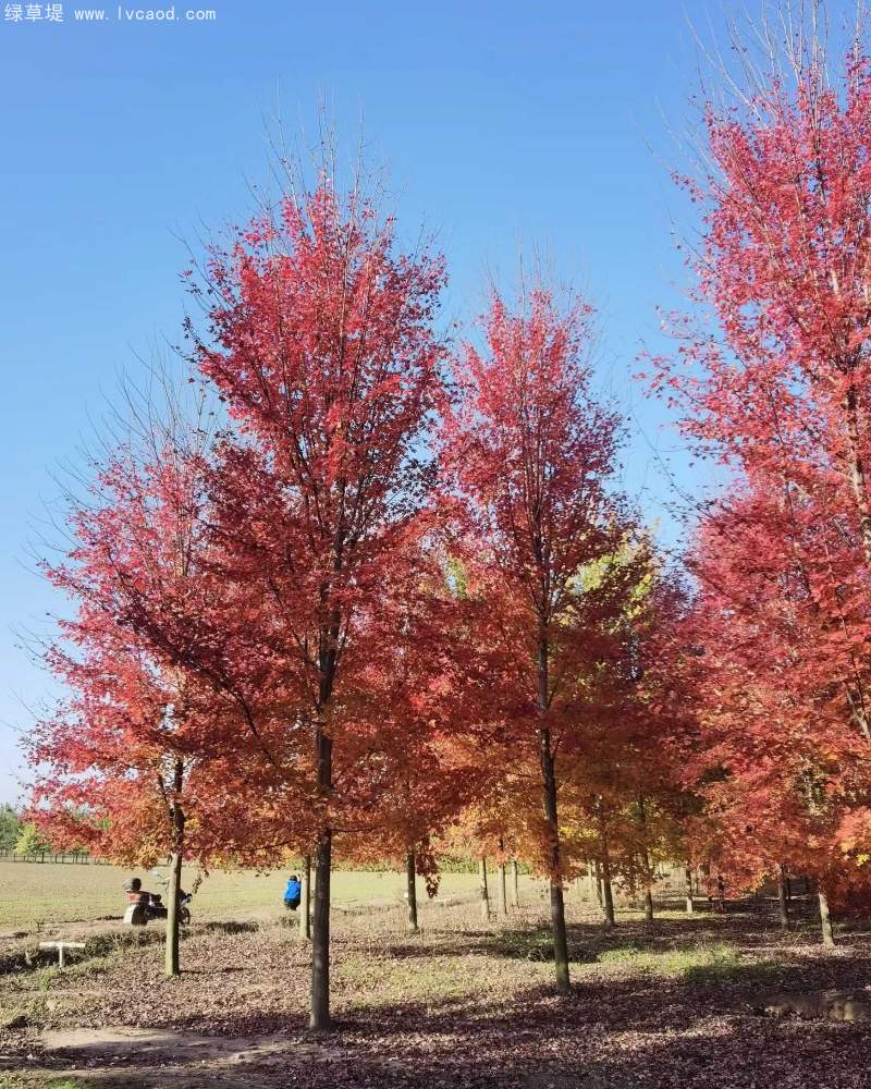 美國紅楓