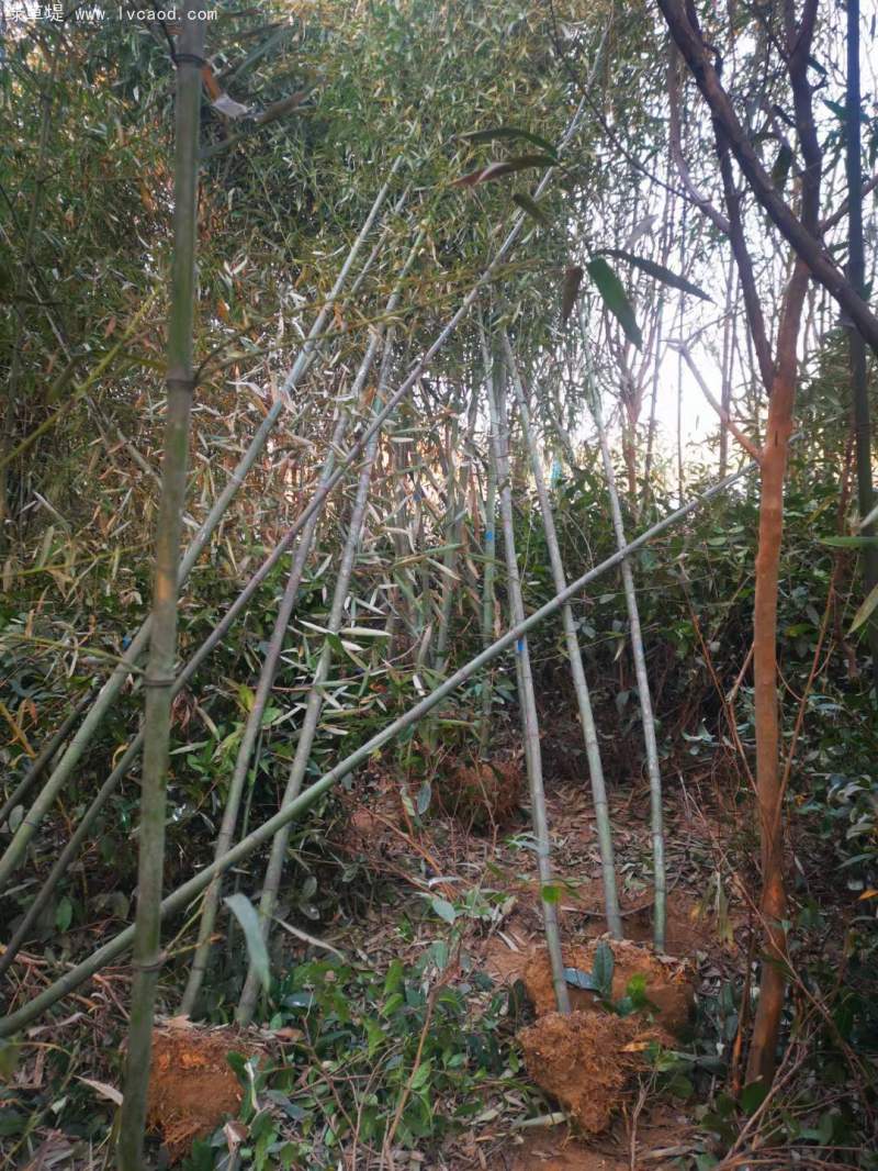 剛竹竹子竹苗