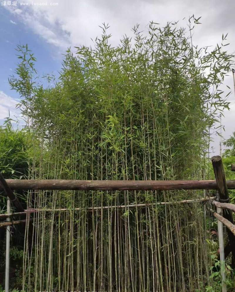 剛竹竹子竹苗