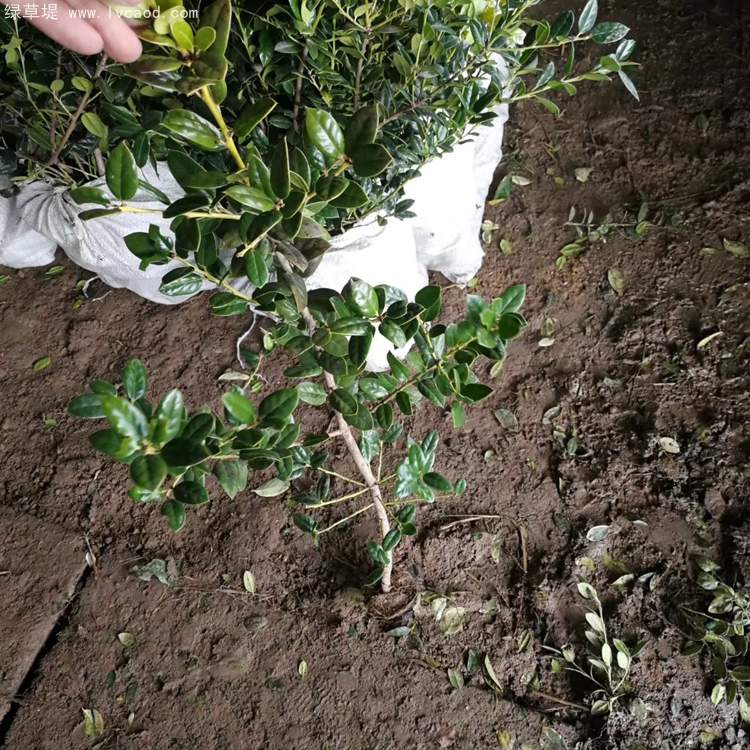 無刺構骨枸骨