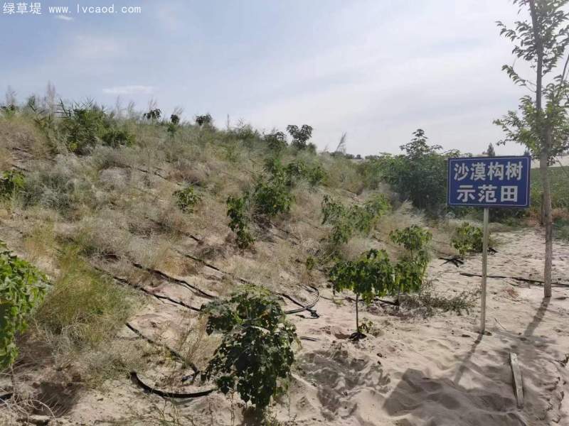 構(gòu)樹治理沙漠