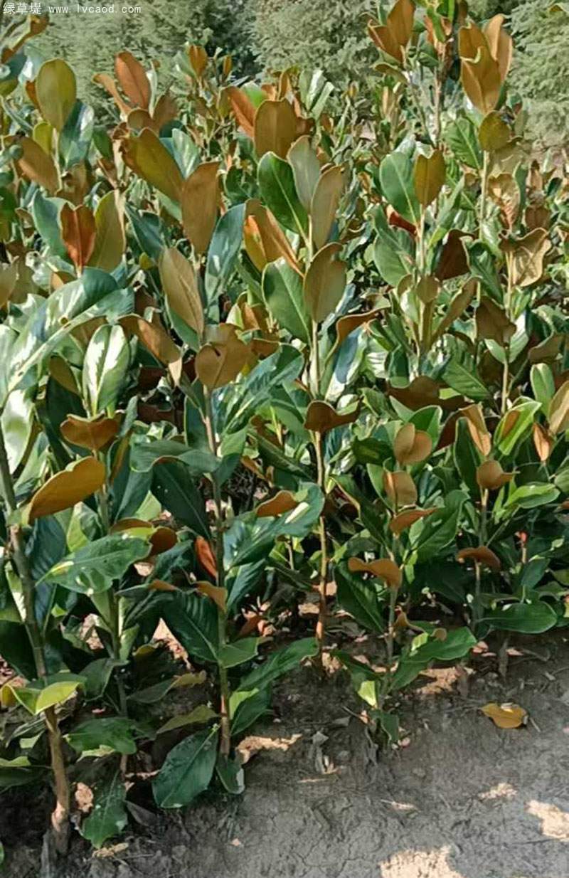 廣玉蘭小苗