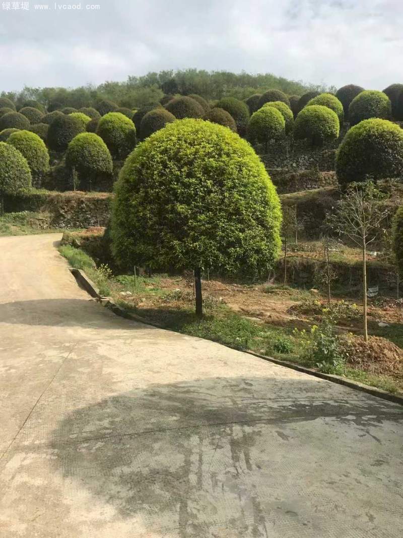 桂花樹