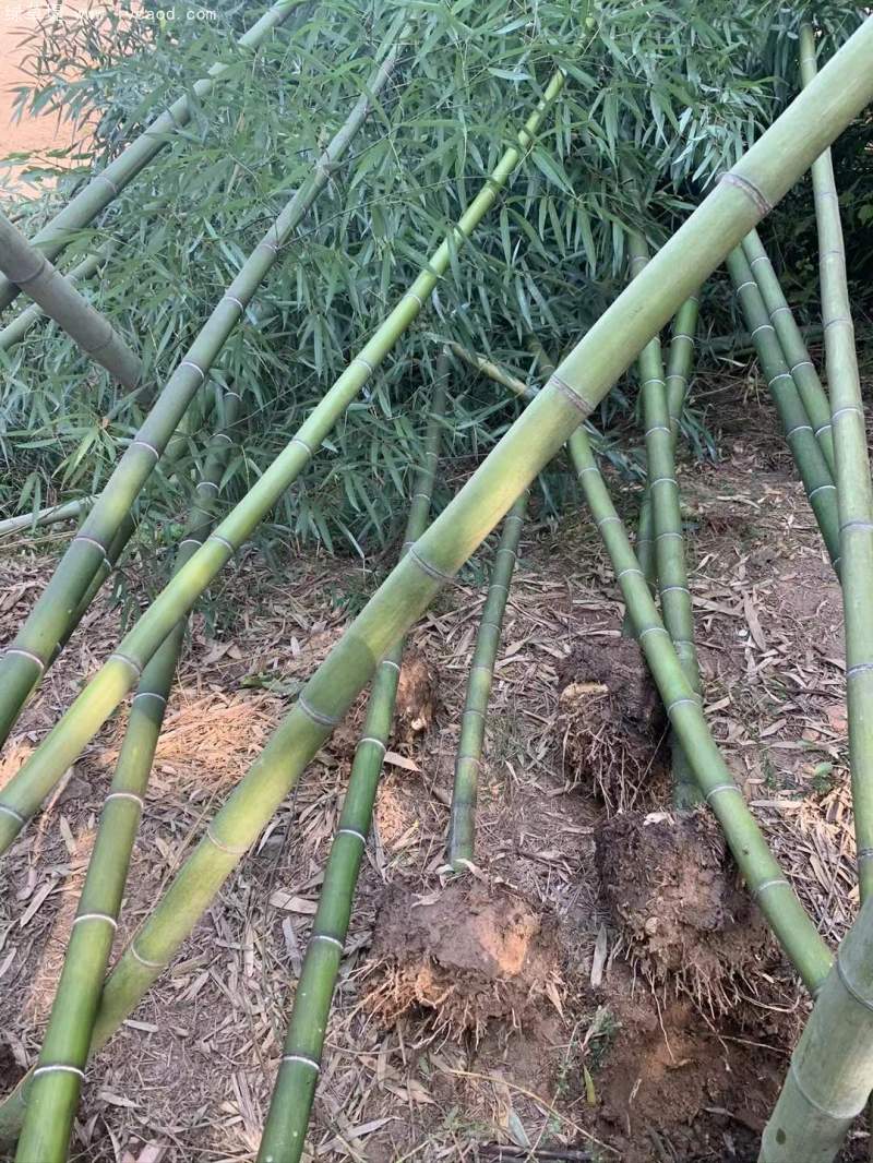 翠竹