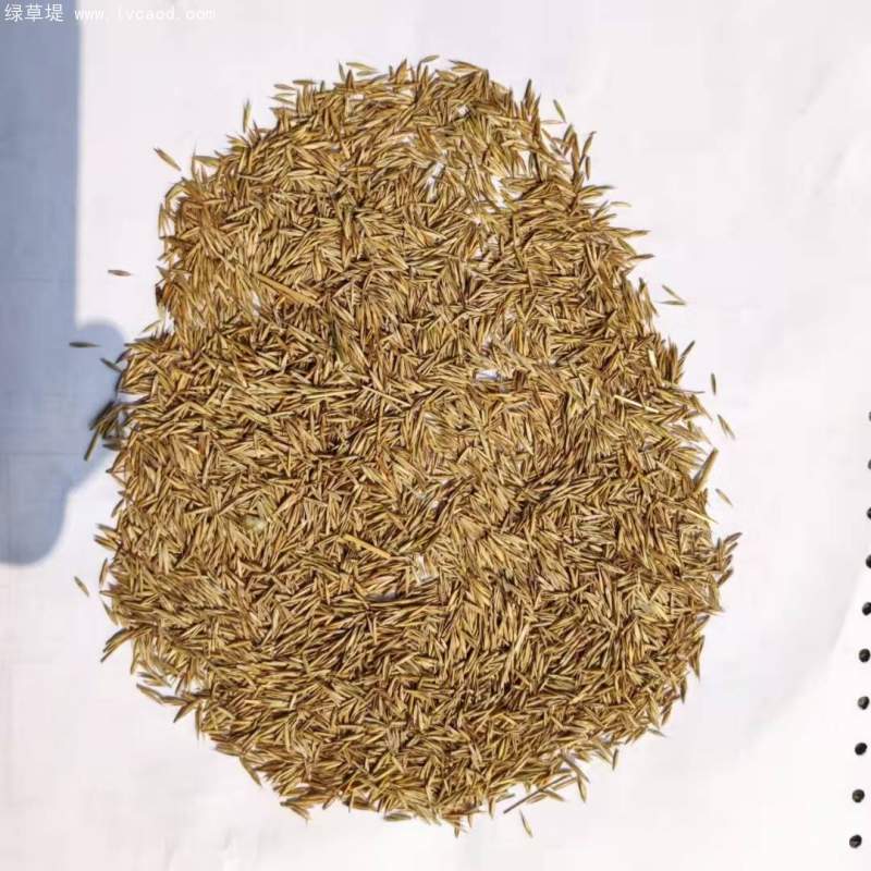 紫羊茅