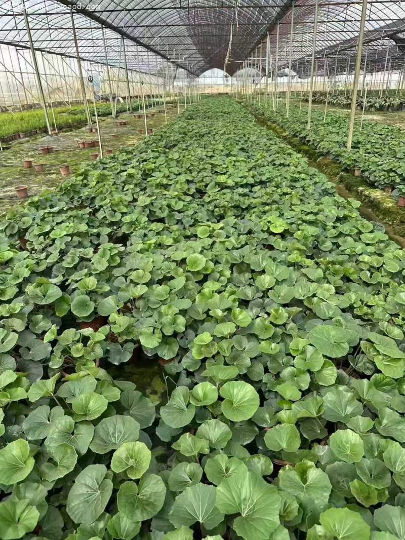 大吳鳳草葉子
