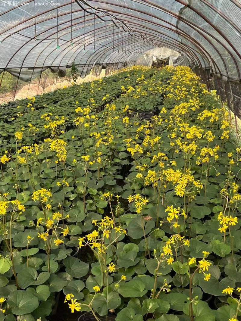 大吳鳳草開花狀態