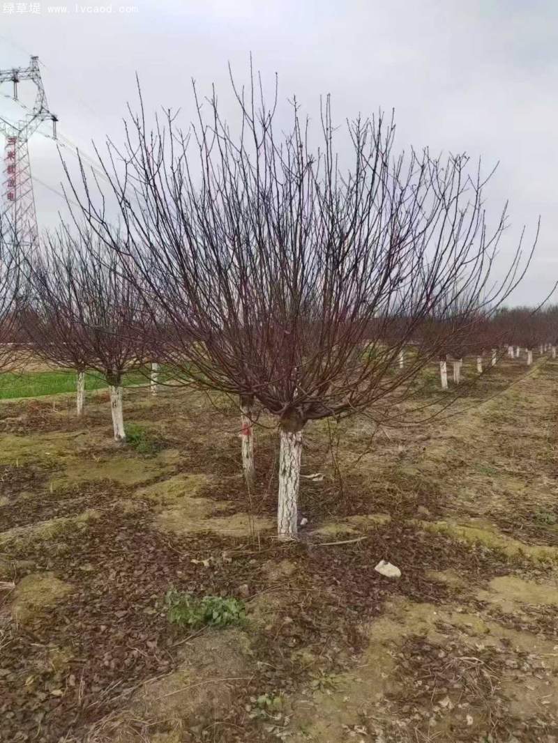 單桿榆葉梅樹