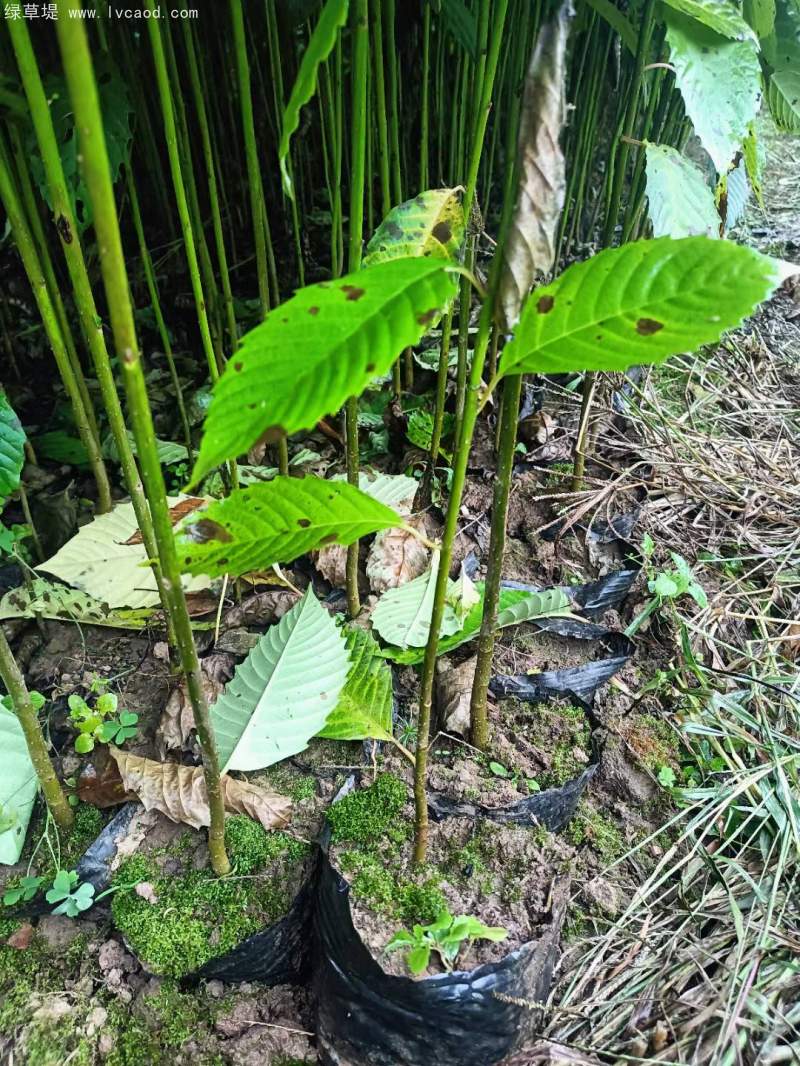 喜樹