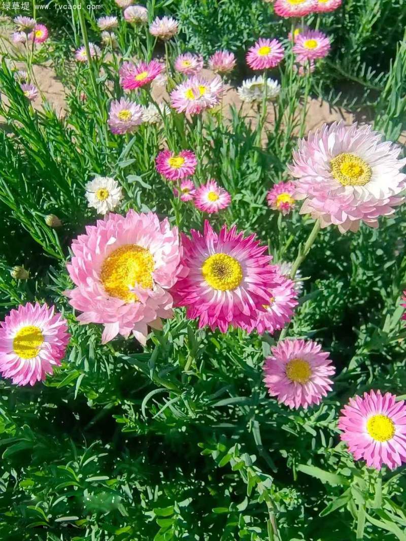 永生菊種子