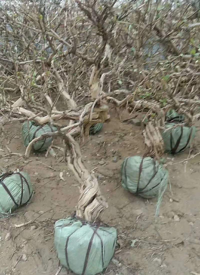 金銀花樹老樁