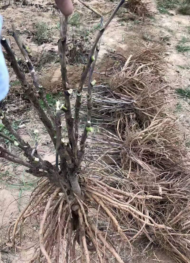 牡丹樹苗