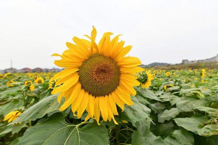 油葵花朵花盤