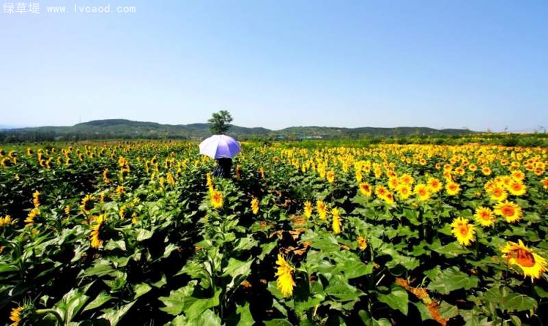 油葵花朵花盤