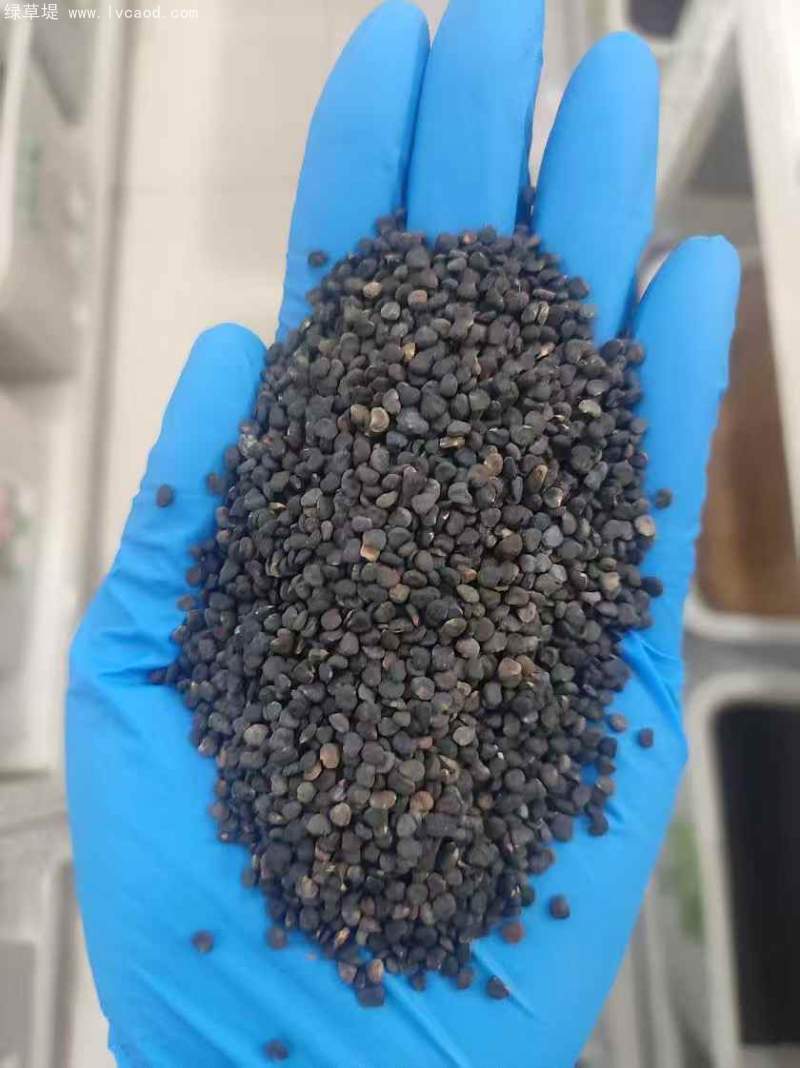 曼陀羅種子