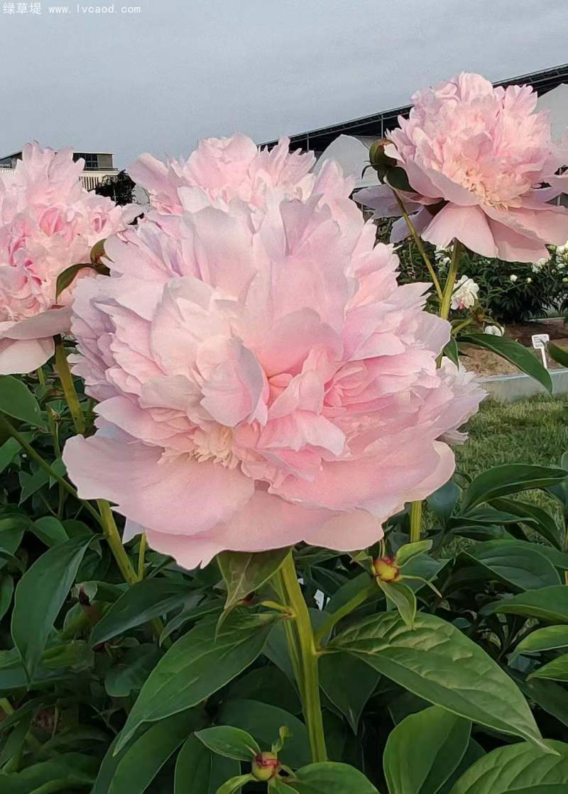 芍藥