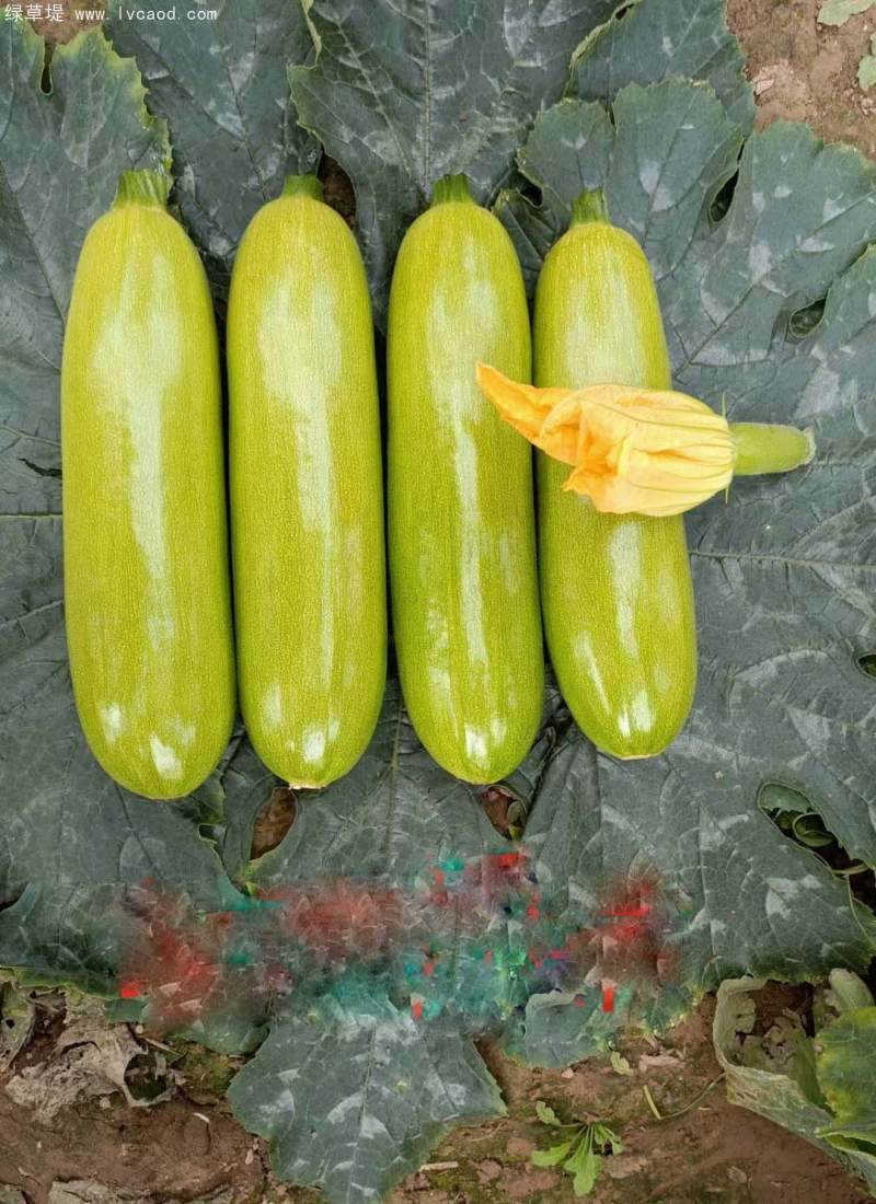 西葫蘆