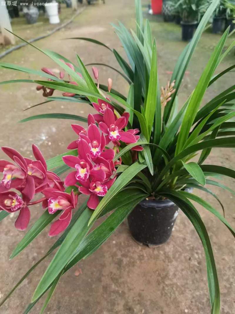 蘭花